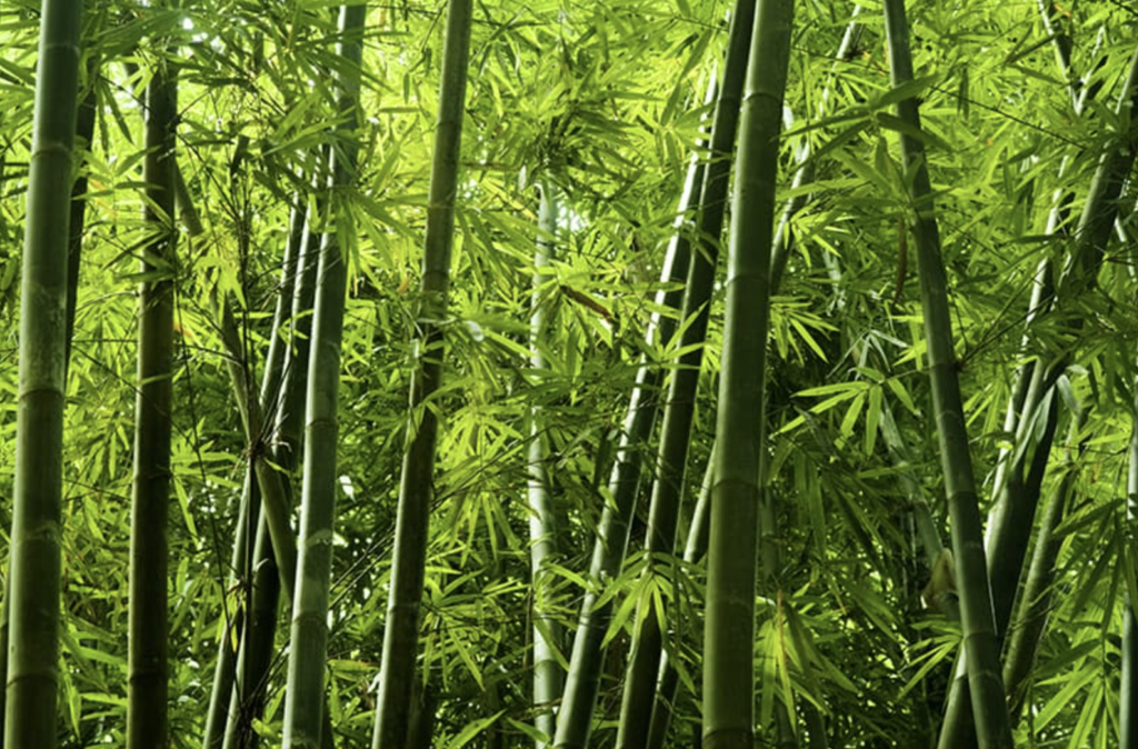 Bamboo forest before processing